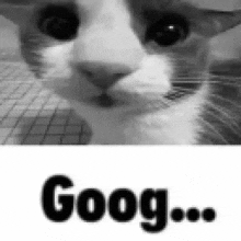 a black and white photo of a cat looking at the camera with the word goog written on the bottom .