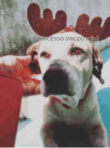 Princeso Milo Dog GIF - Princeso Milo Dog Happy Halloween GIFs