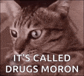 Cat Drugs GIF