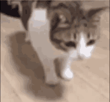 Cat Rip GIF