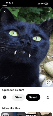 Fangs Black Cats GIF - Fangs Black Cats GIFs