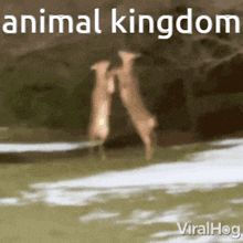Animal Kingdom Dulst GIF - Animal Kingdom Dulst GIFs