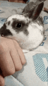 a black and white rabbit is laying on a bed with a person 's hand