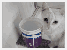 a white cat standing next to a purple bucket of water