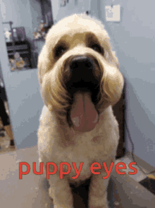 Good Boy Tongue Out GIF - Good Boy Tongue Out Cookies GIFs
