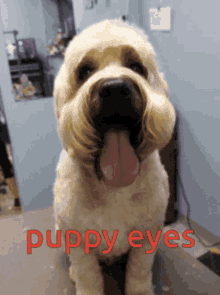 a dog with its tongue hanging out and the words puppy eyes written in red