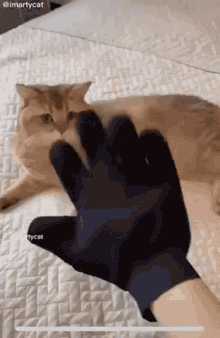 Cat Pet GIF - Cat Pet Hat GIFs