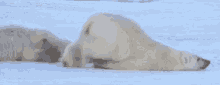 Lazy Polar Bear GIF
