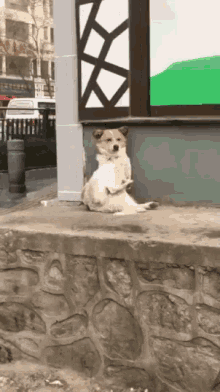 Dog Chilling GIF - Dog Chilling Out GIFs