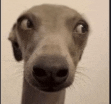 a close up of a dog 's face with a very long neck