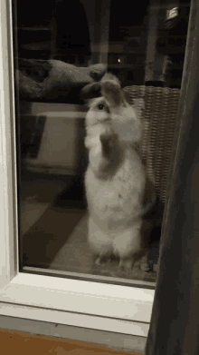 Slodattortue Chat GIF - Slodattortue Chat Cat GIFs