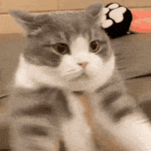 Dimden Cute Cat GIF - Dimden Cute Cat Cute GIFs