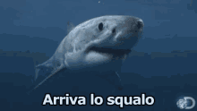 Squalo  Arriva Lo Squalo Mare Paura GIF - Shark Shakr Is Coming Sea GIFs