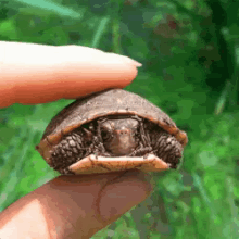 squeeze turtle
