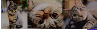 a collage of three pictures of a cat