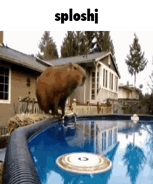 sploshj capybara