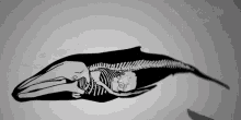 Whale Eliminate GIF - Whale Eliminate Disciple GIFs