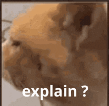 Explain Cat GIF - Explain Cat Confused GIFs