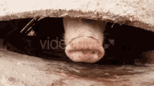 Pig Sniff GIF - Pig Sniff Smelling GIFs