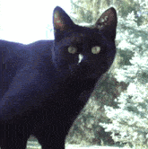 a black cat standing in front of a window with trees in the background
