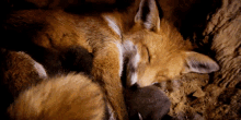 Fox Sleepy GIF - Fox Sleepy Resting GIFs