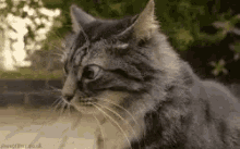 Cat Paranoid GIF - Cat Paranoid Looking GIFs