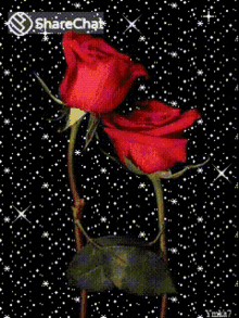 लाल गुलाब GIF - लाल गुलाब प्यार GIFs