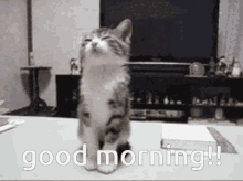 Kitten Sleepy GIF - Kitten Sleepy Good Morning GIFs