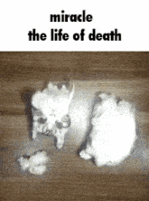 Cat Meme Miracle The Life Of Death GIF - Cat Meme Miracle The Life Of Death The Miracle Of Life GIFs