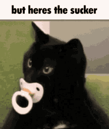 But Heres The Sucker Cat GIF