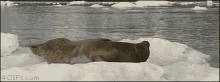 Surprise Seal GIF - Surprise Seal Chillin GIFs