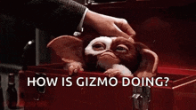 Gizmo Gremlins GIF - Gizmo Gremlins Pat GIFs
