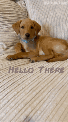 Mighty Lancer Games Puppy GIF - Mighty Lancer Games Puppy Hello GIFs