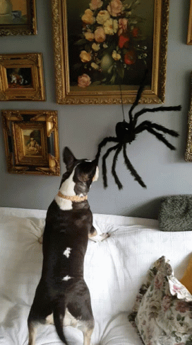 Dog attacking spider decoration!