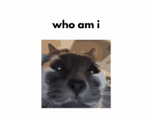 Who Am I Cat GIF - Who Am I Cat GIFs