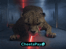 a cheetah is crawling through a dark room with a cheetapay logo behind it