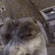 Headbanging Squirrel GIF - Headbanging Squirrel GIFs