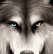 Wolf Face GIF - Wolf Face Looking GIFs