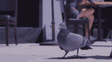 Funny Pigeon GIFs | Tenor