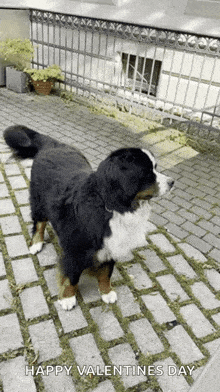 Oscar Oscarderhund GIF - Oscar Oscarderhund Hi GIFs