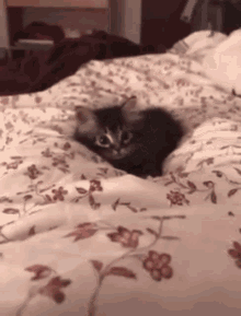 Kitten Cute GIF - Kitten Cute Kitty GIFs