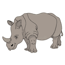 rhinoceros javan