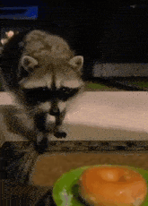 Raccoon Fineapple GIF - Raccoon Fineapple Stealing GIFs