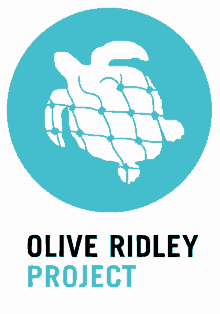 olive ridley project orp sea turtles turtle