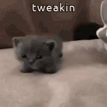 Funny Animals Tweakin GIF - Funny Animals Tweakin Tiny Cat GIFs