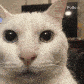 a close up of a white cat 's face looking at the camera