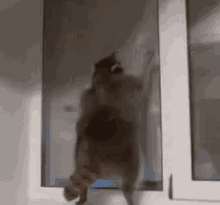 Cats Funny GIF - Cats Funny Open The Door GIFs