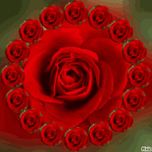 Neked Hoztam I Brought It For You GIF - Neked Hoztam I Brought It For You Roses GIFs