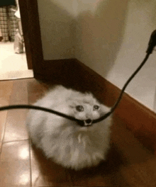 a fluffy white cat is sitting on the floor with a cord coming out of its mouth .