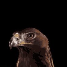 Eagle Strong GIF - Eagle Strong Serious Eyes GIFs